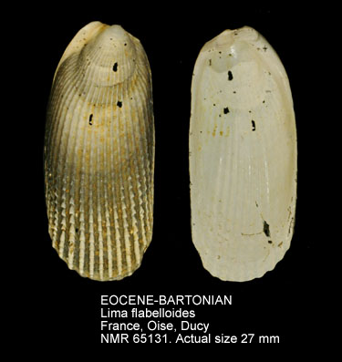EOCENE-BARTONIAN Lima flabelloides.jpg - EOCENE-BARTONIANLima flabelloidesDeshayes,1830